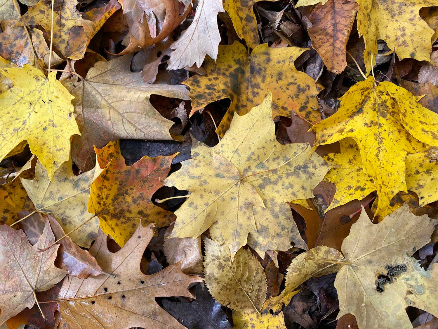 A collection of yellow and brown leaves on the ground.