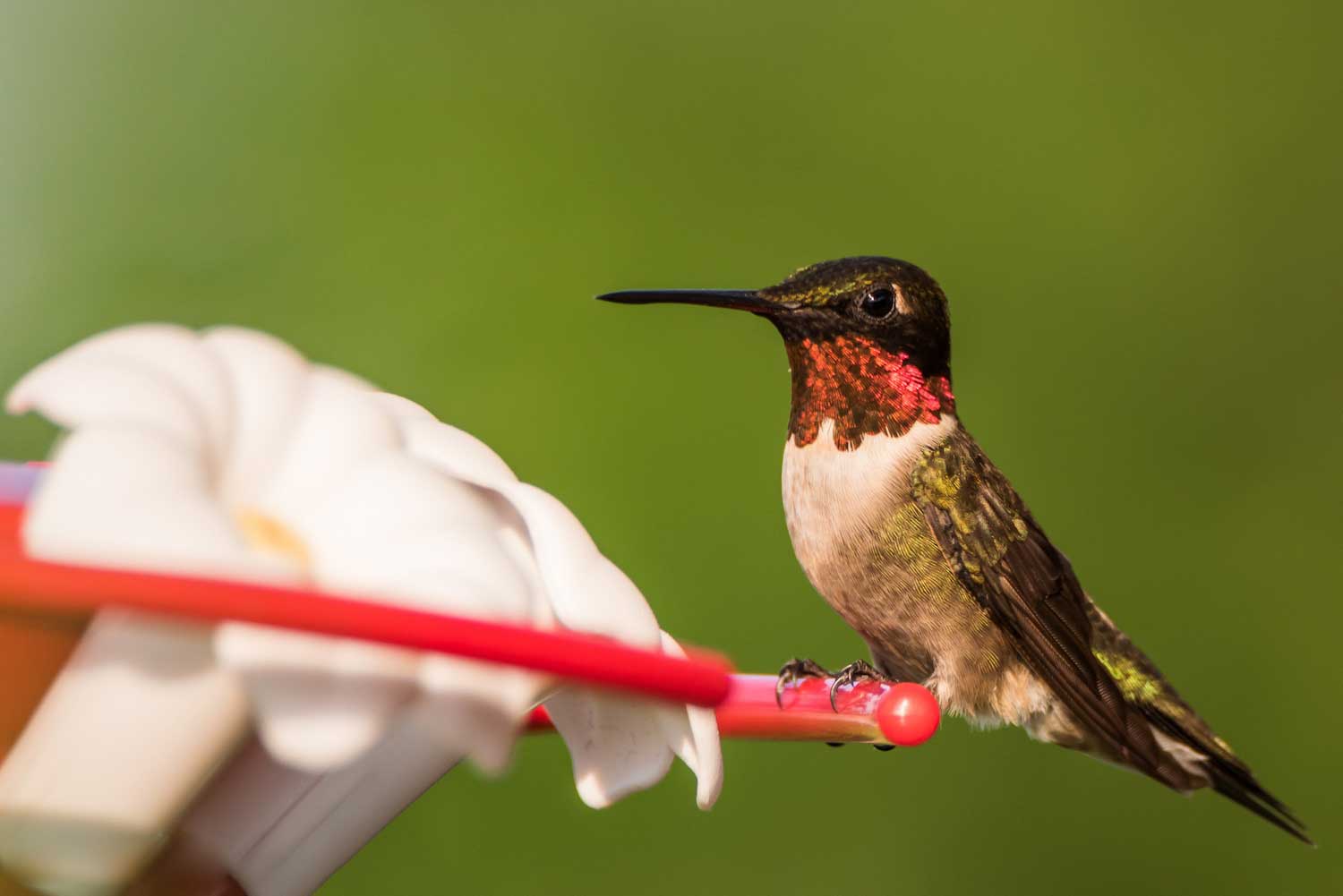 A ruby-throated hummingbird perched on a hummingbird feeder.