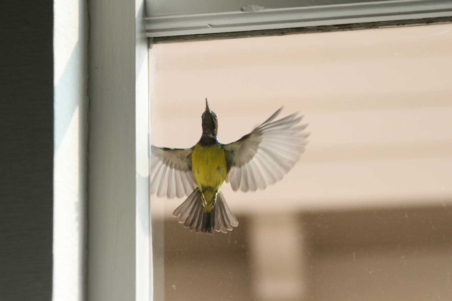 A bird flying into a window.