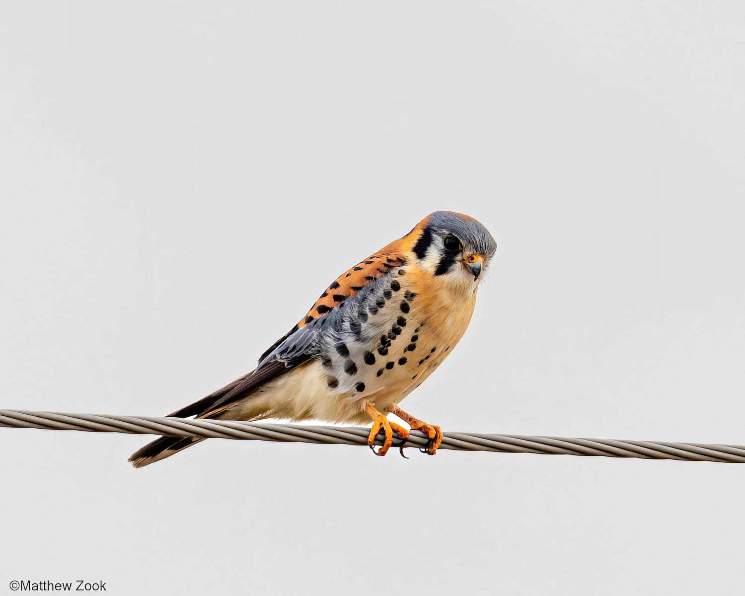 An American kestrel perched on a wire.
