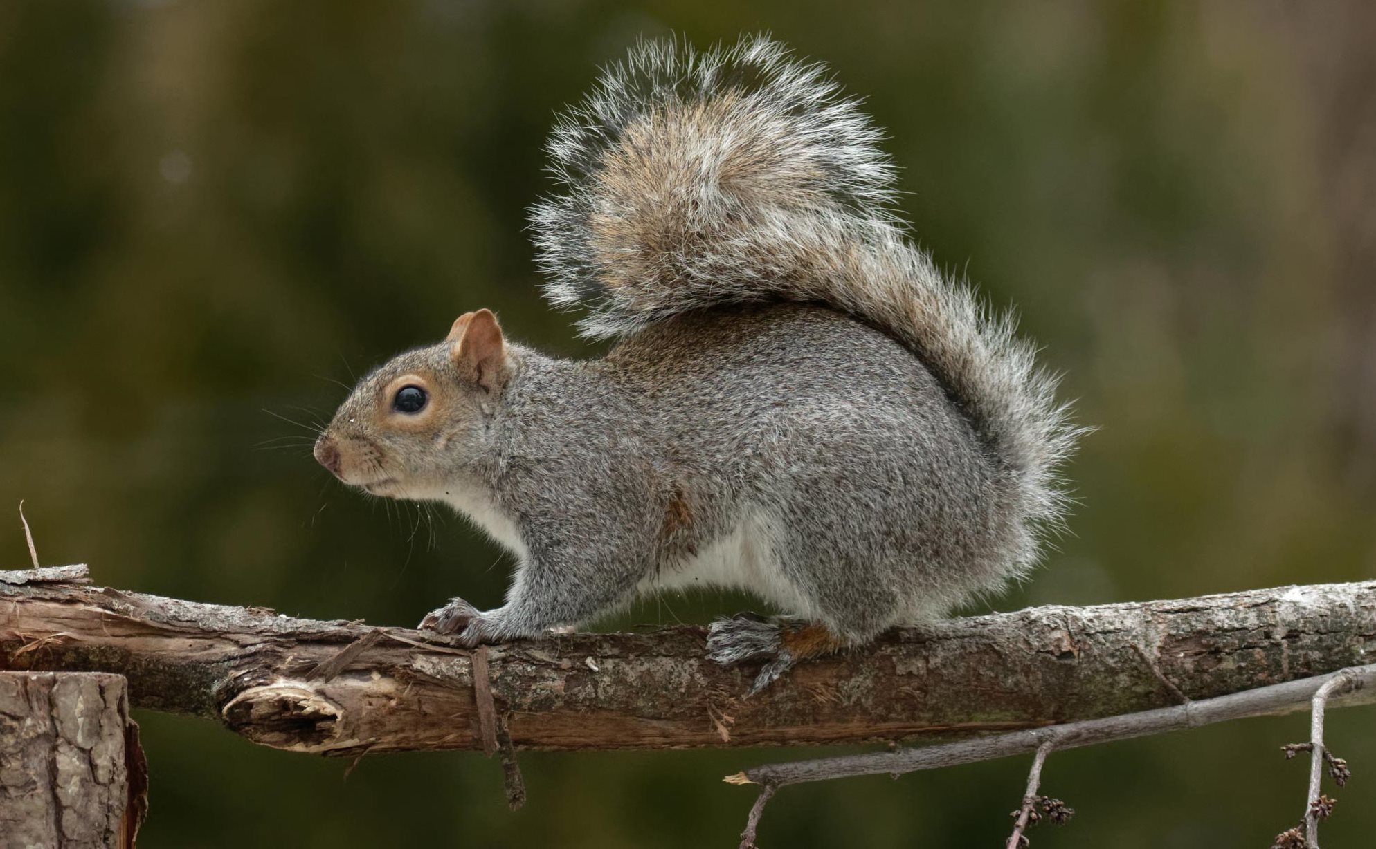 An eastern gray squirrel on a branch