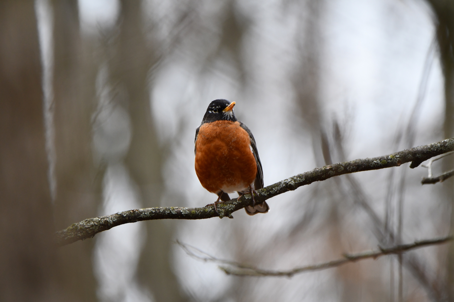 A robin perched on a bare tree branch.