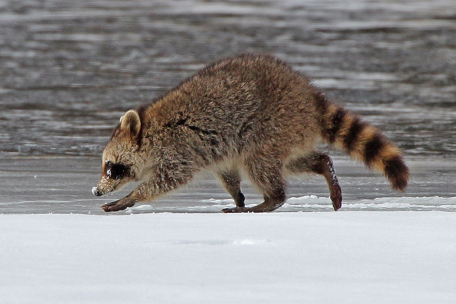 A raccoon walking on snow-covered ground with water in the background.
