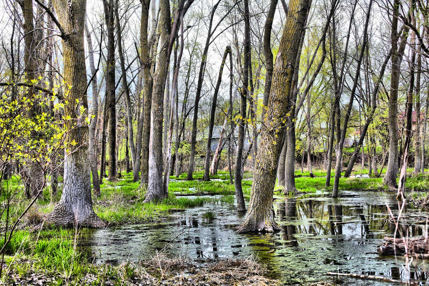 View of a wetland at Rock Run Preserve