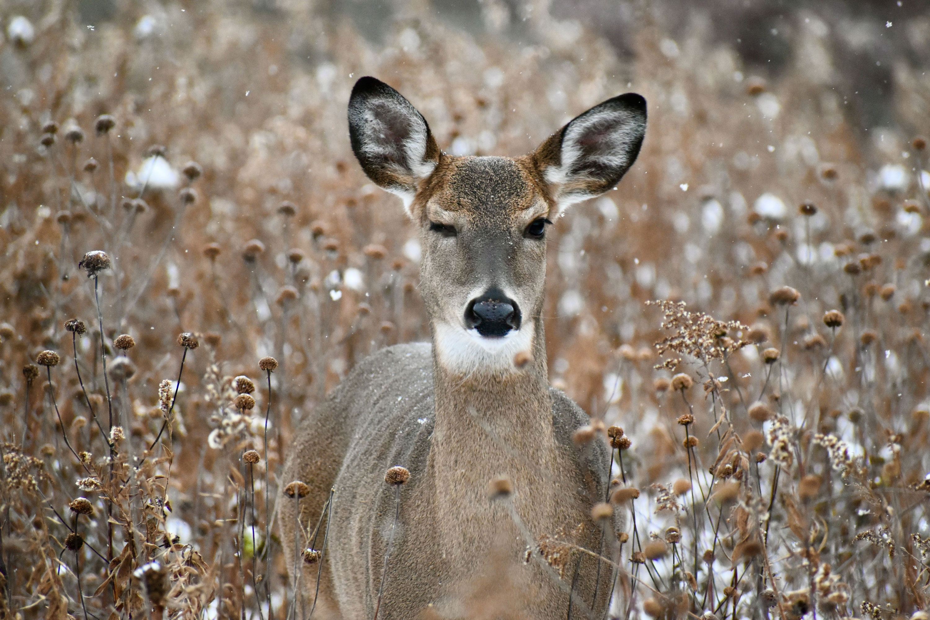 A deer standing in a field looking at the camera.