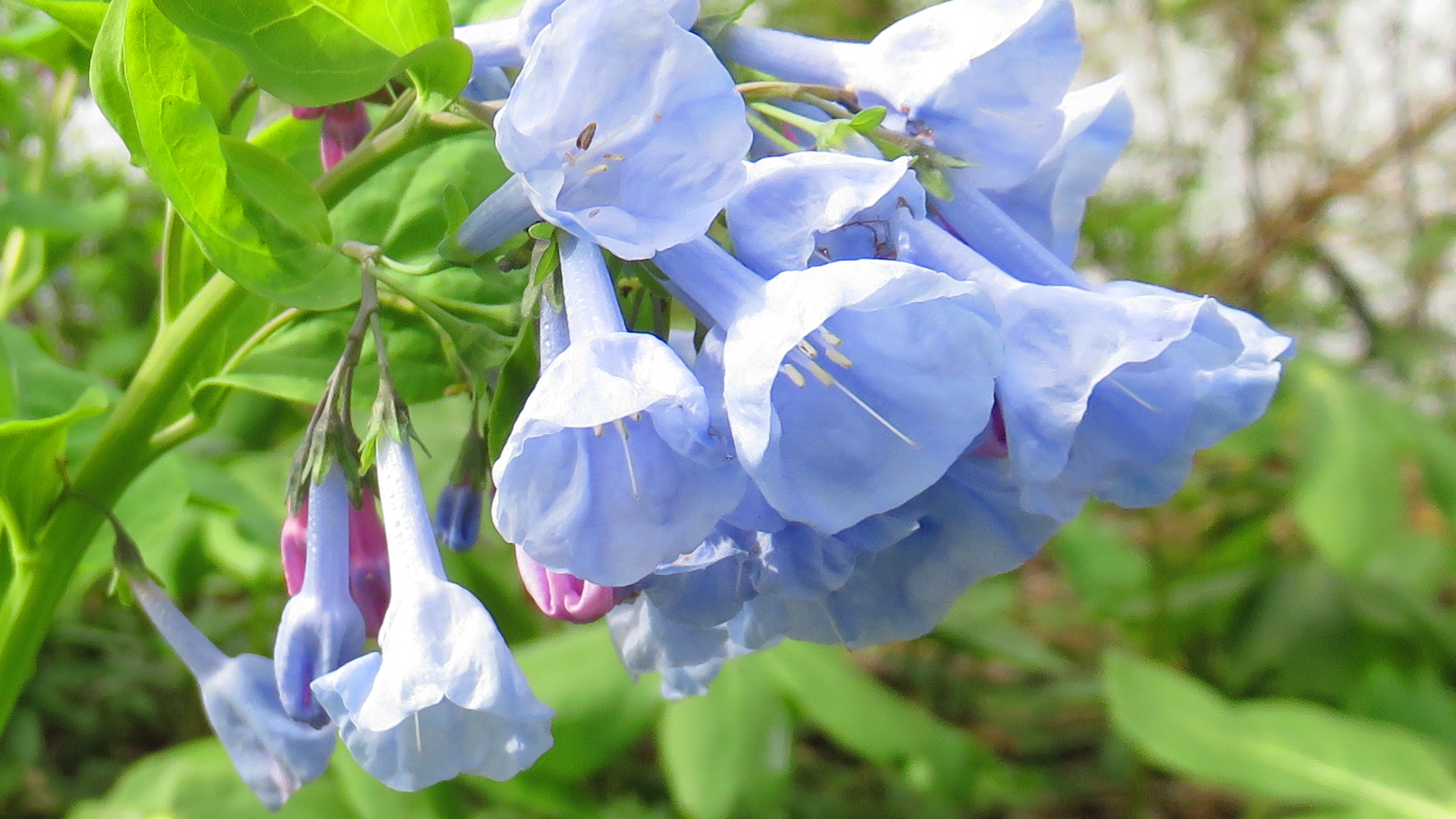 Closeup of Virginia bluebells.