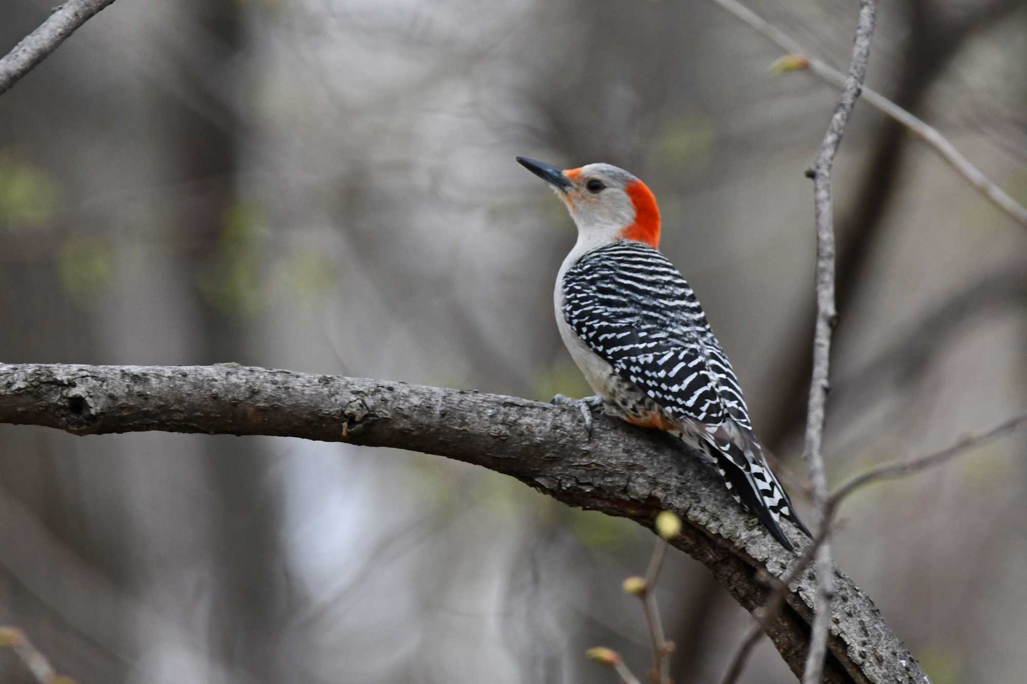 A red-bellied woodpecker on a tree branch.