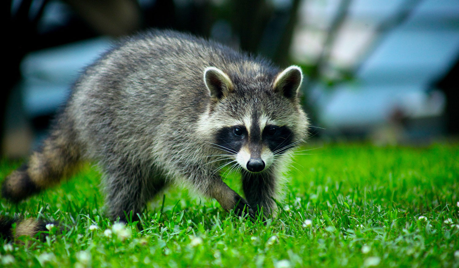 Appreciating Raccoon Art