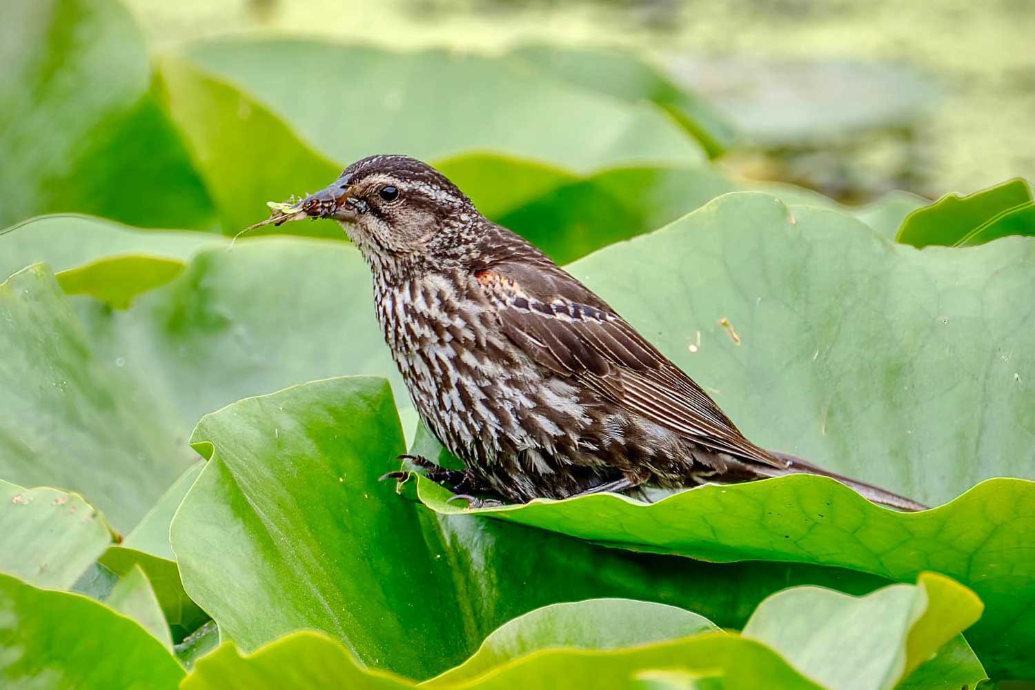 Female red-winged blackbird perched atop vegetation with bug in beak.