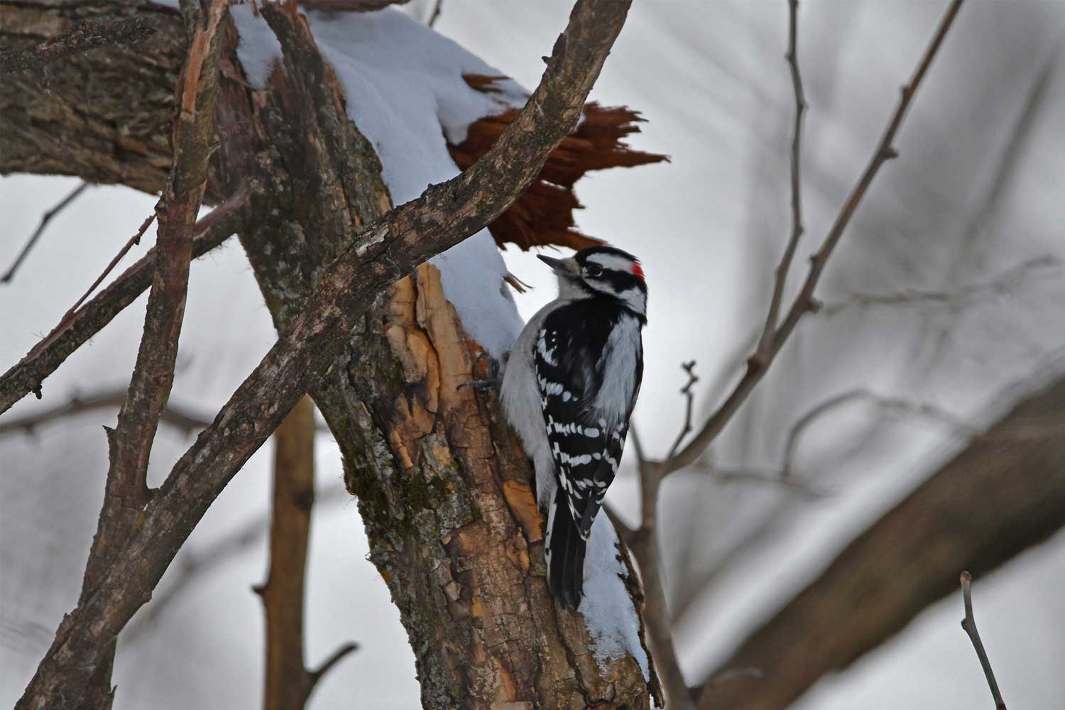 Downy woodpecker on a tree.