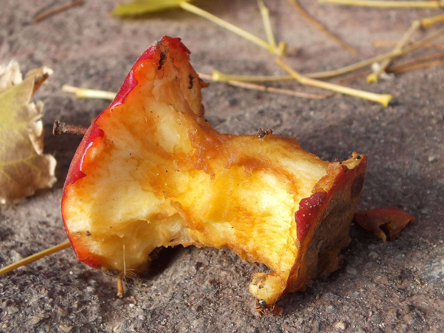 An apple core discarded on the ground