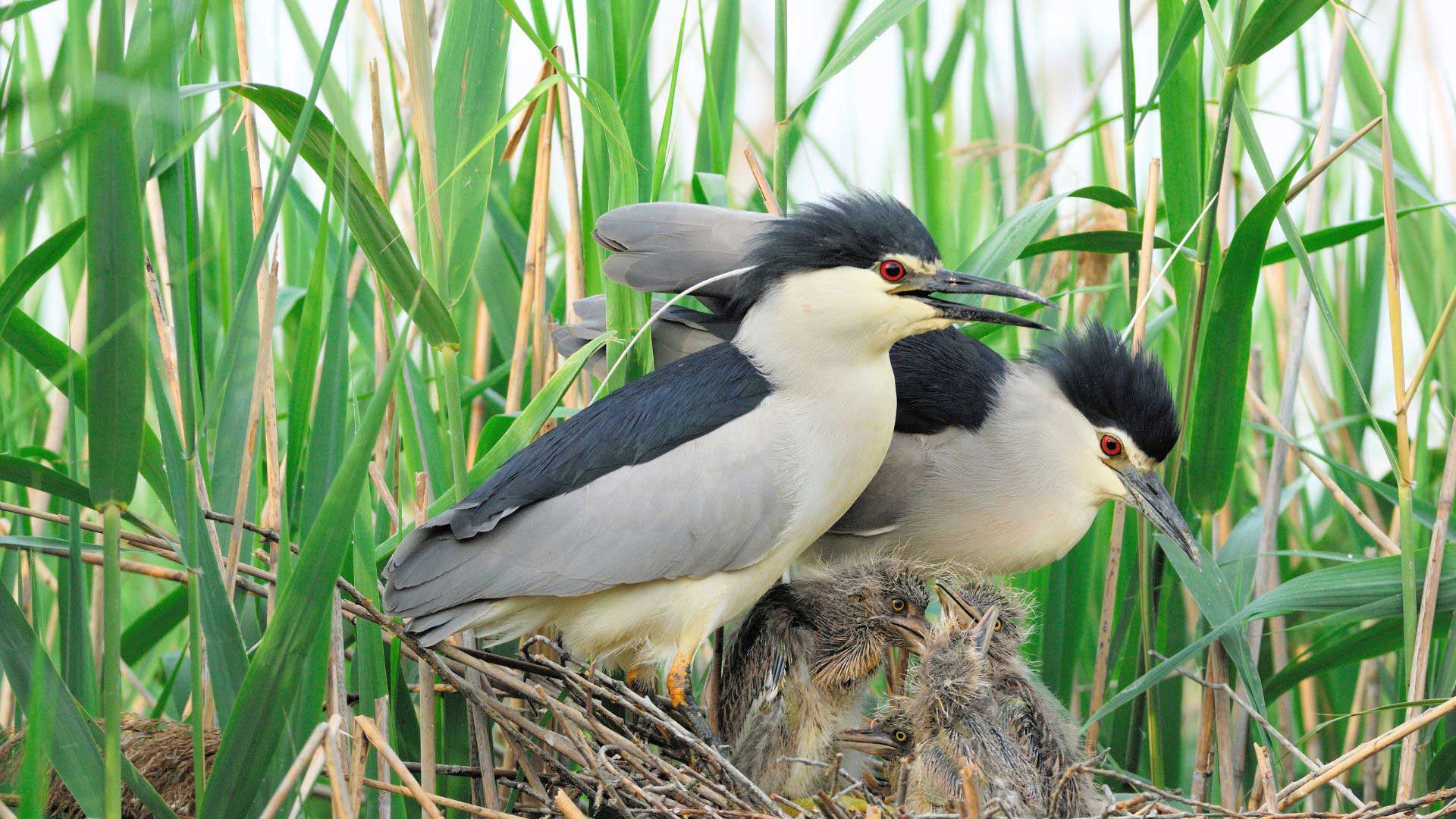 Two adult black-crowned night herons stand protectively in a nest surrounded by dense green reeds, with several fluffy chicks huddled below them, peeking out from the nest.