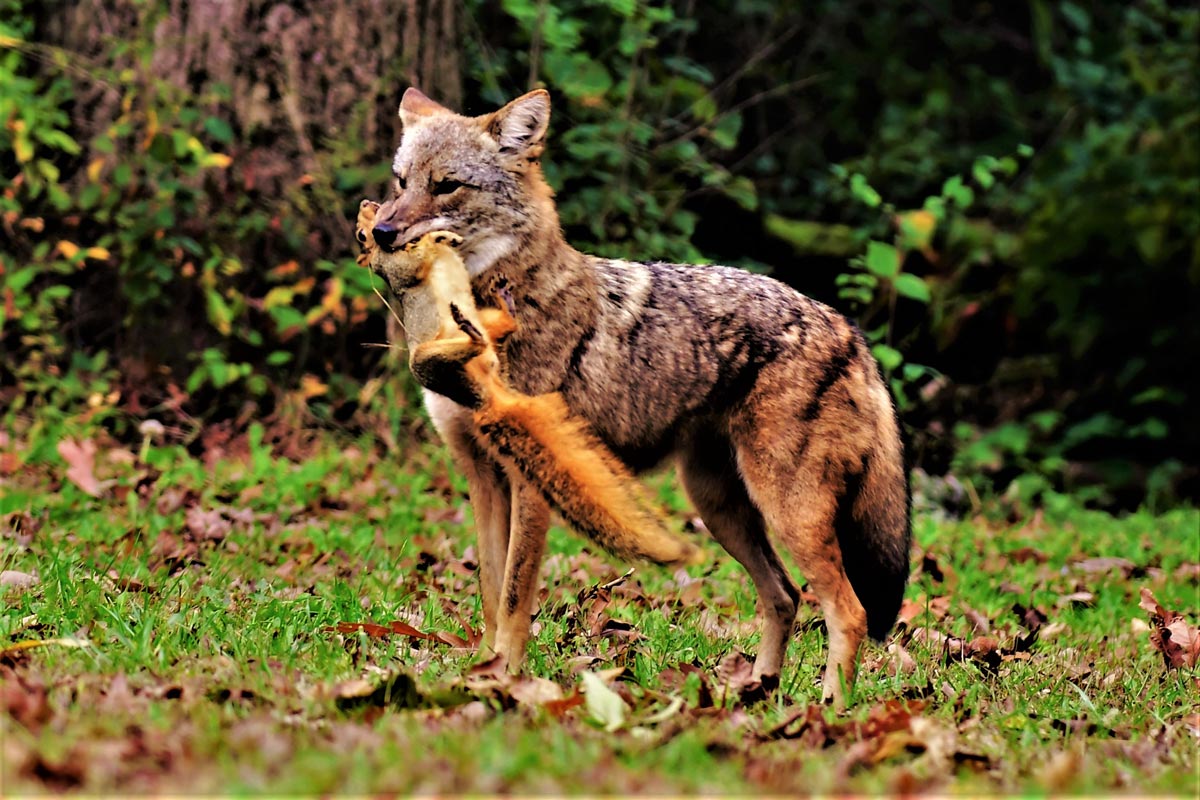 Coyote with a squirrel in its mouth