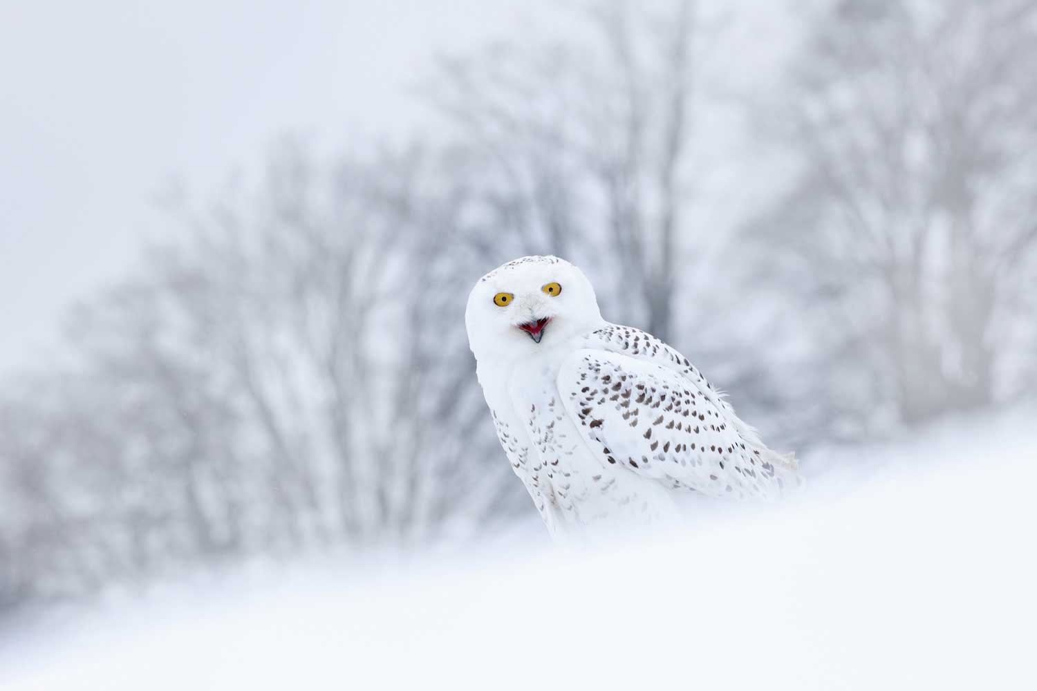 A snowy owl in a snowy landscape.