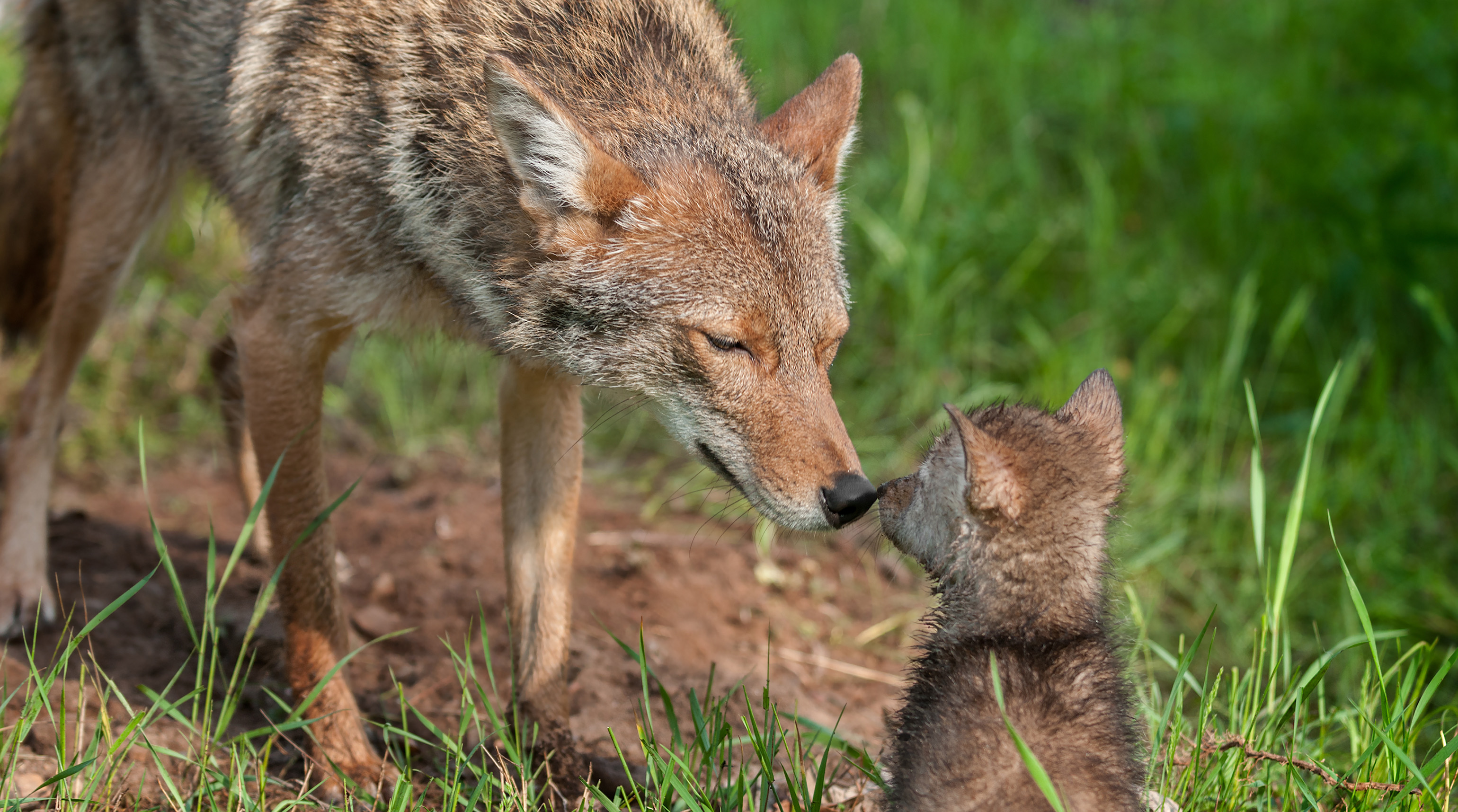 A coyote touching noses with its pup.