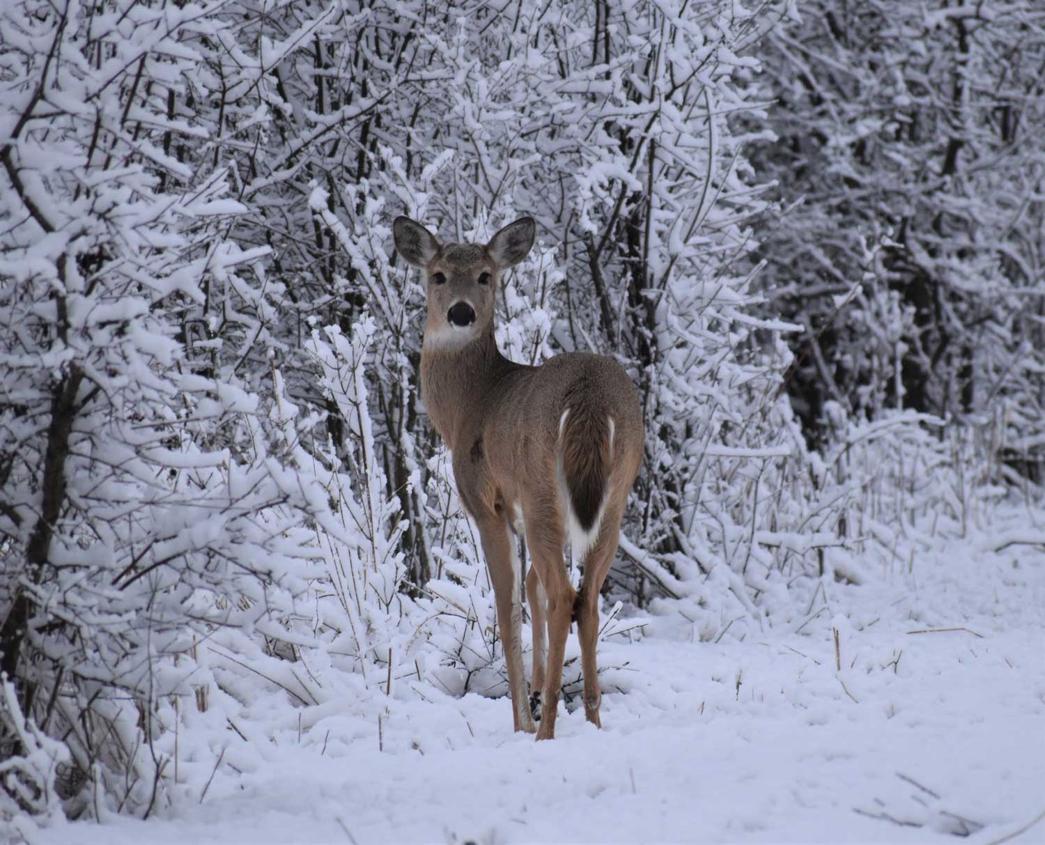 A white-tailed deer in the snow.