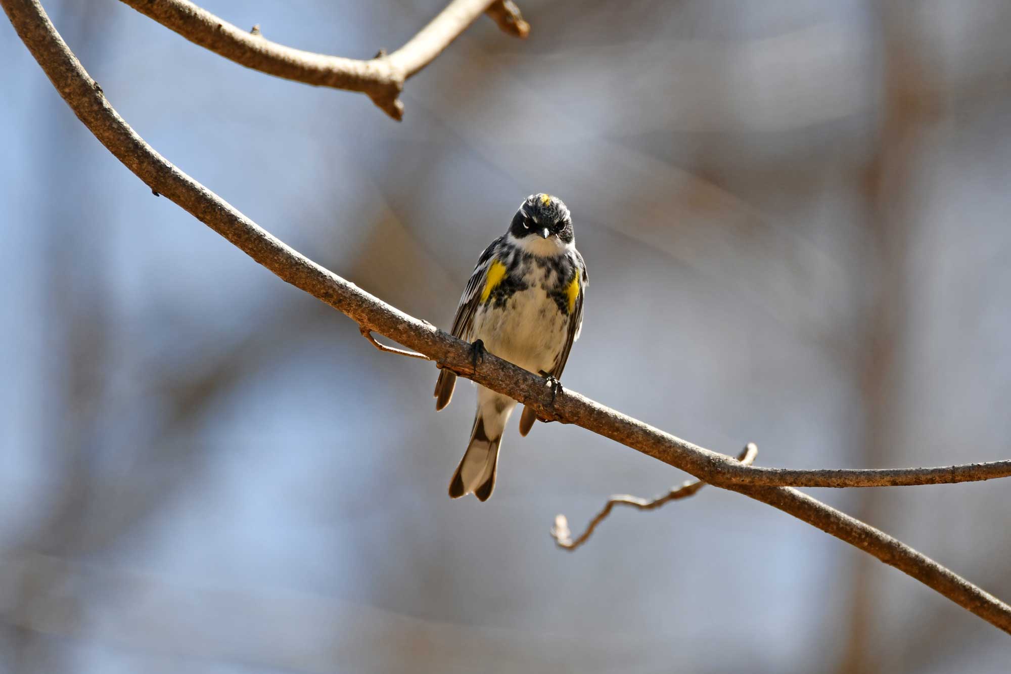 A yellow-rumped warbler perches on a bare branch, its striking black, white, and yellow markings standing out against a soft, blurred background.