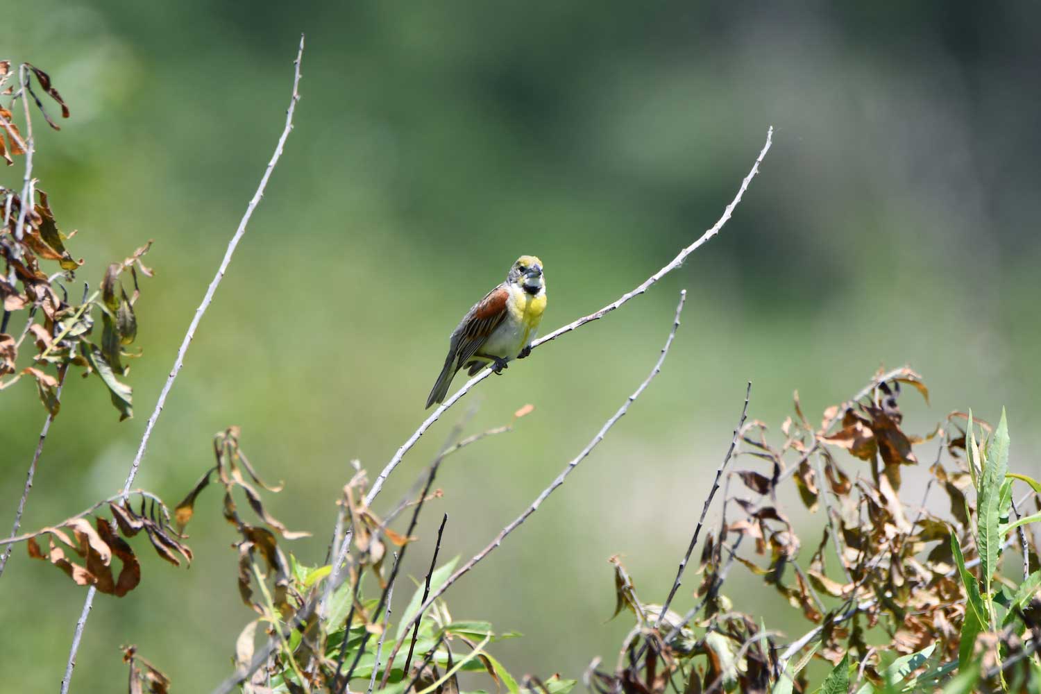 A dickcissel perched on vegetation.