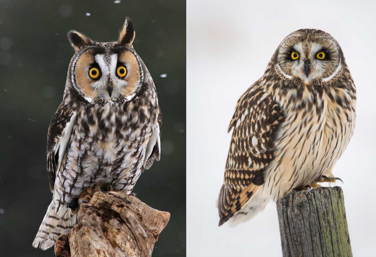 Side-by-side photos of a long-eared owl and a short-eared owl perched atop tree stumps.