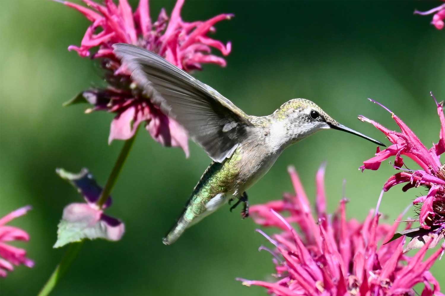 Hummingbird flying up to flower bloom.