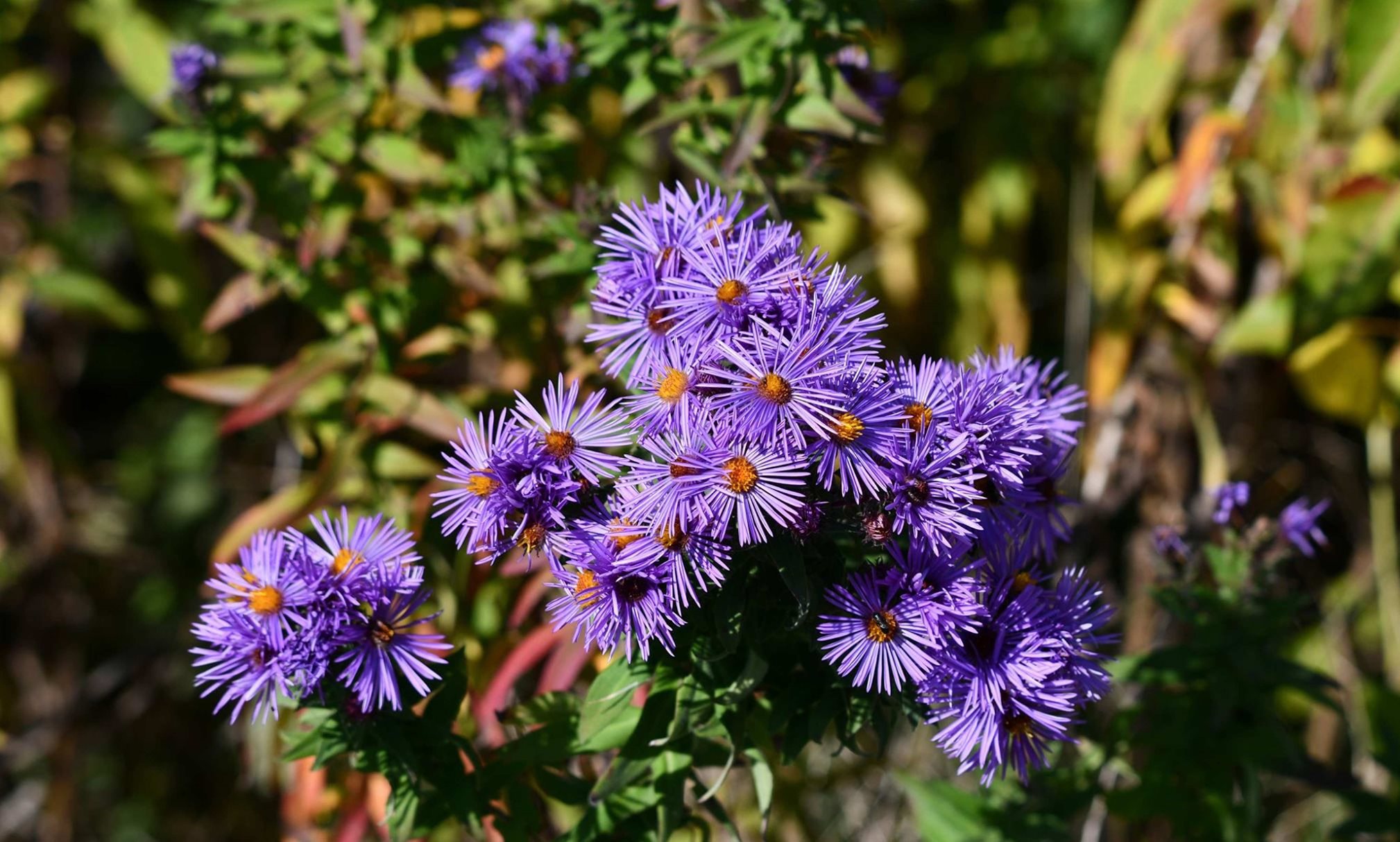 New England aster.