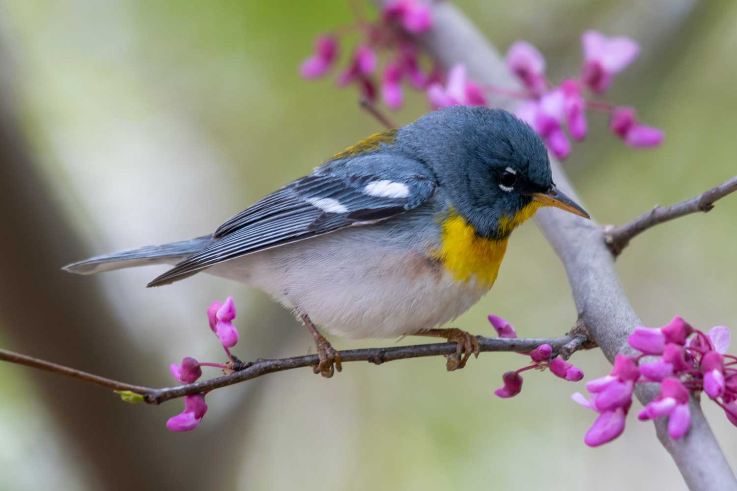 Northern parula warbler perched on a thin branch.