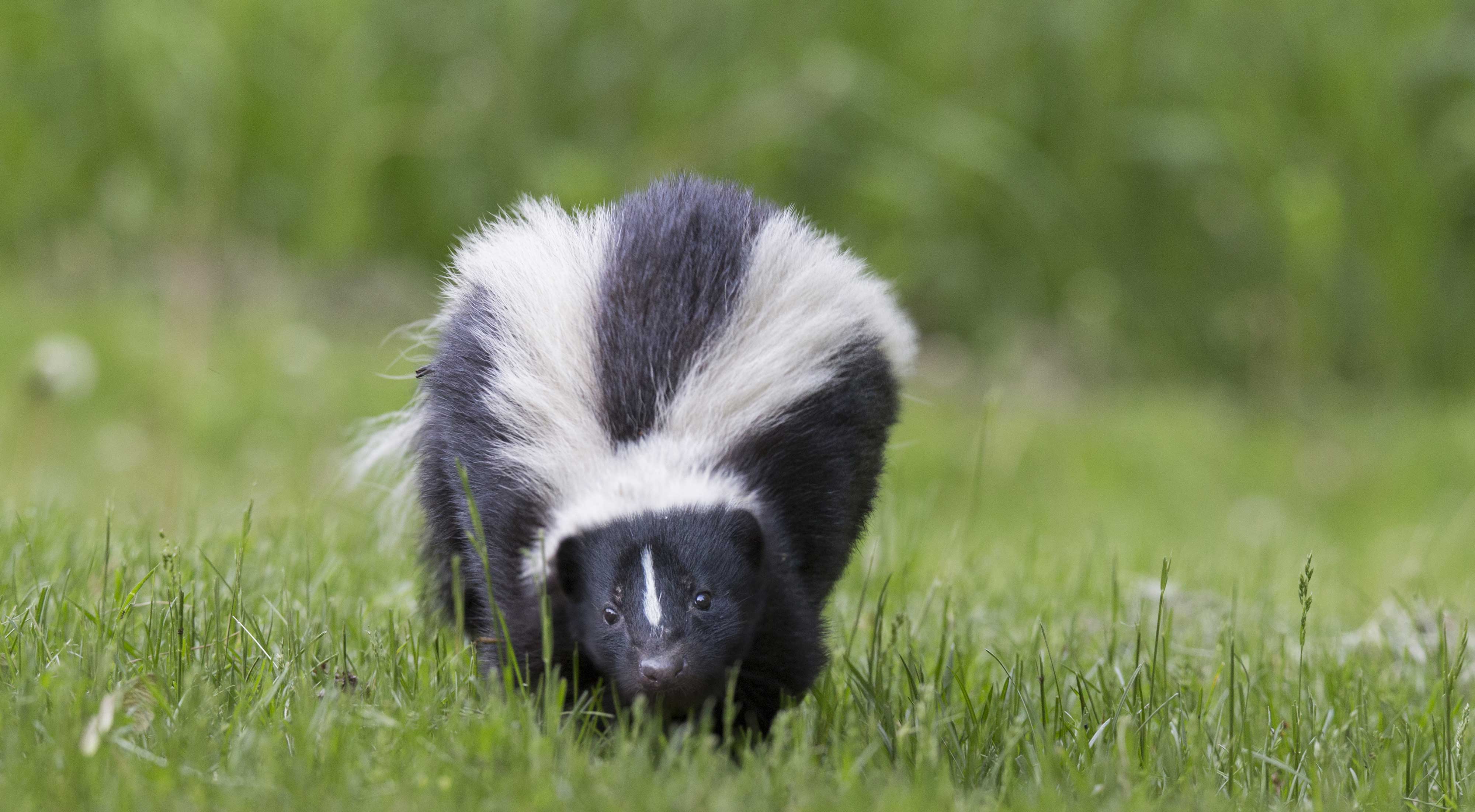 A skunk walking in grass.