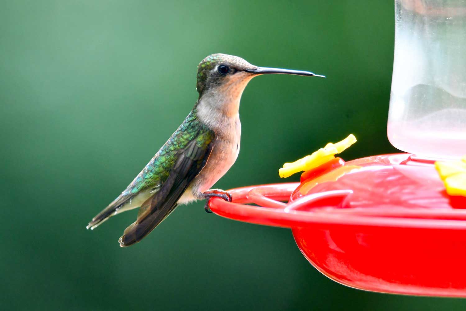 A hummingbird perched on the edge of a hummingbird feeder with its tongue slightly extended.