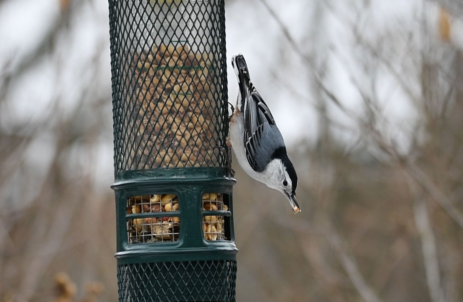 A white-breasted nuthatch on a bird feeder.