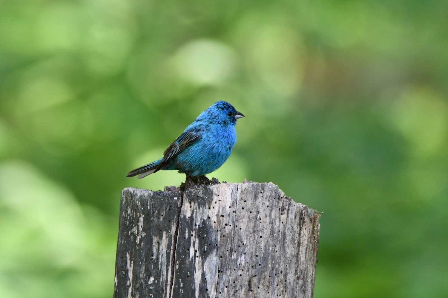 An indigo bunting perched atop a tree snag.