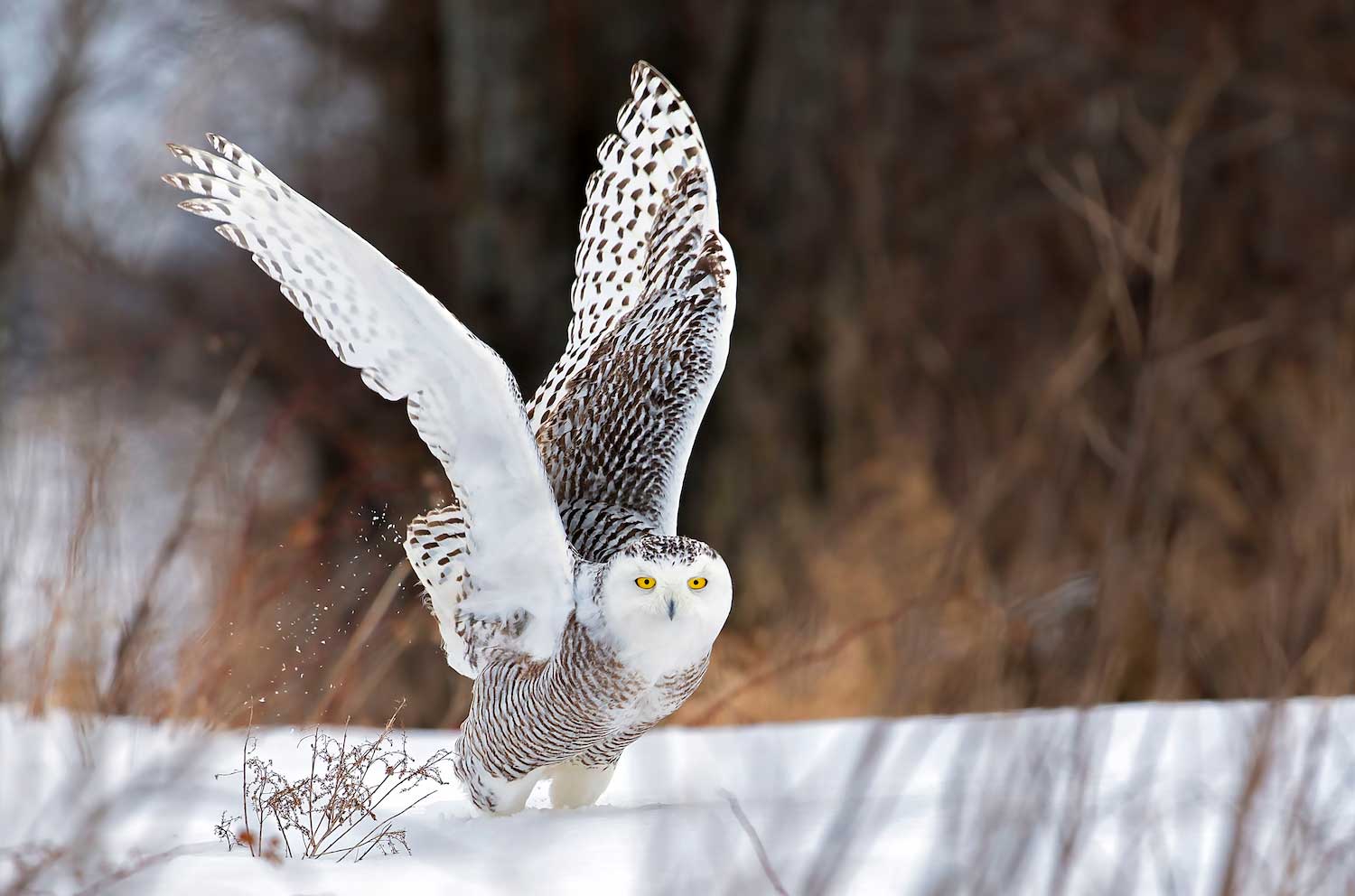 A snowy owl with wings outstretched on the snowy ground.