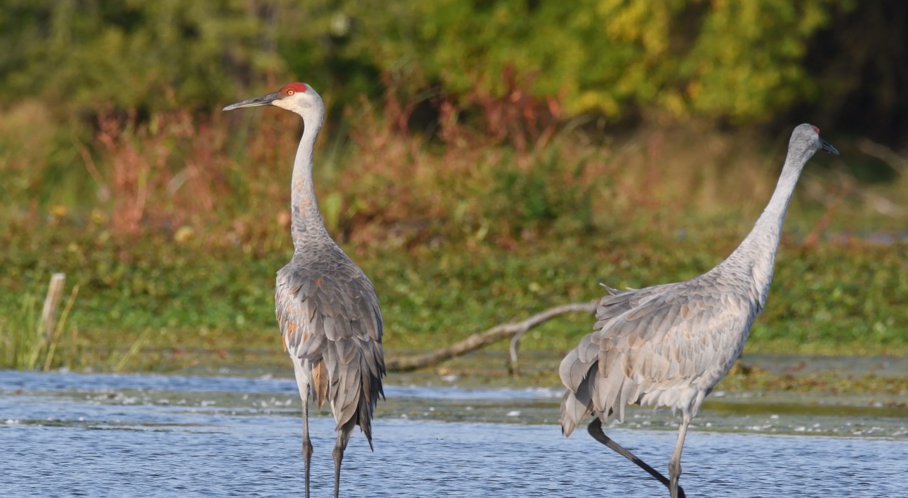 These animals mate for life | Forest Preserve District of Will County These animals mate for life | Forest Preserve District of Will County