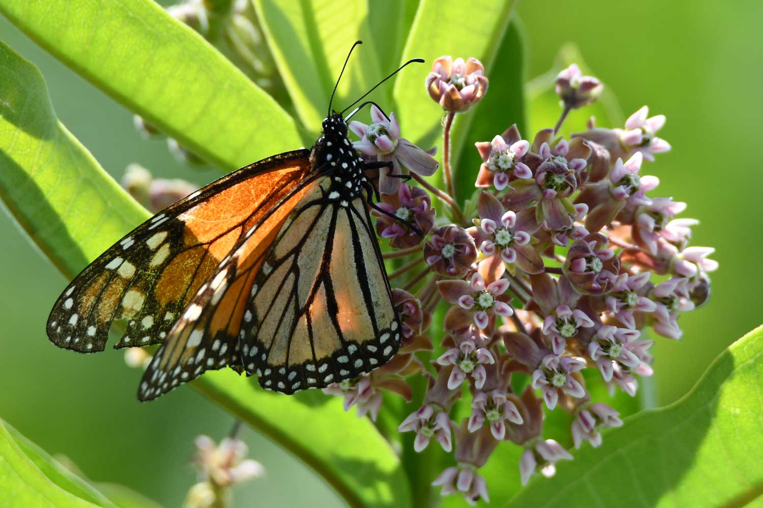 Monarch butterfly perched on milkweed.