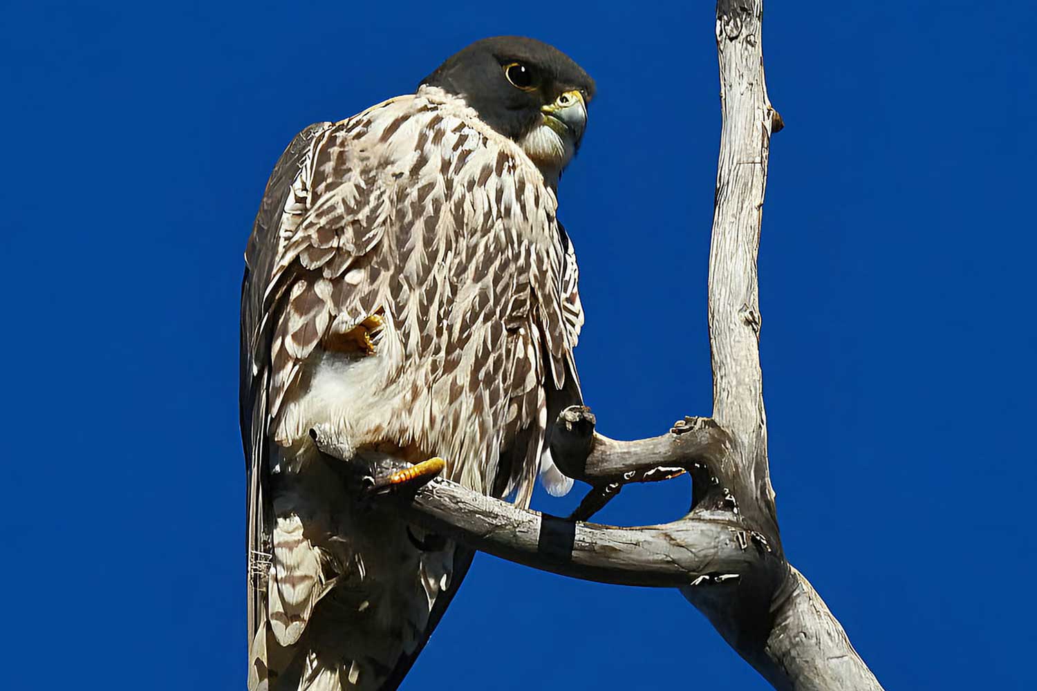 Peregrine falcon perched on a branch with the sky in the background.
