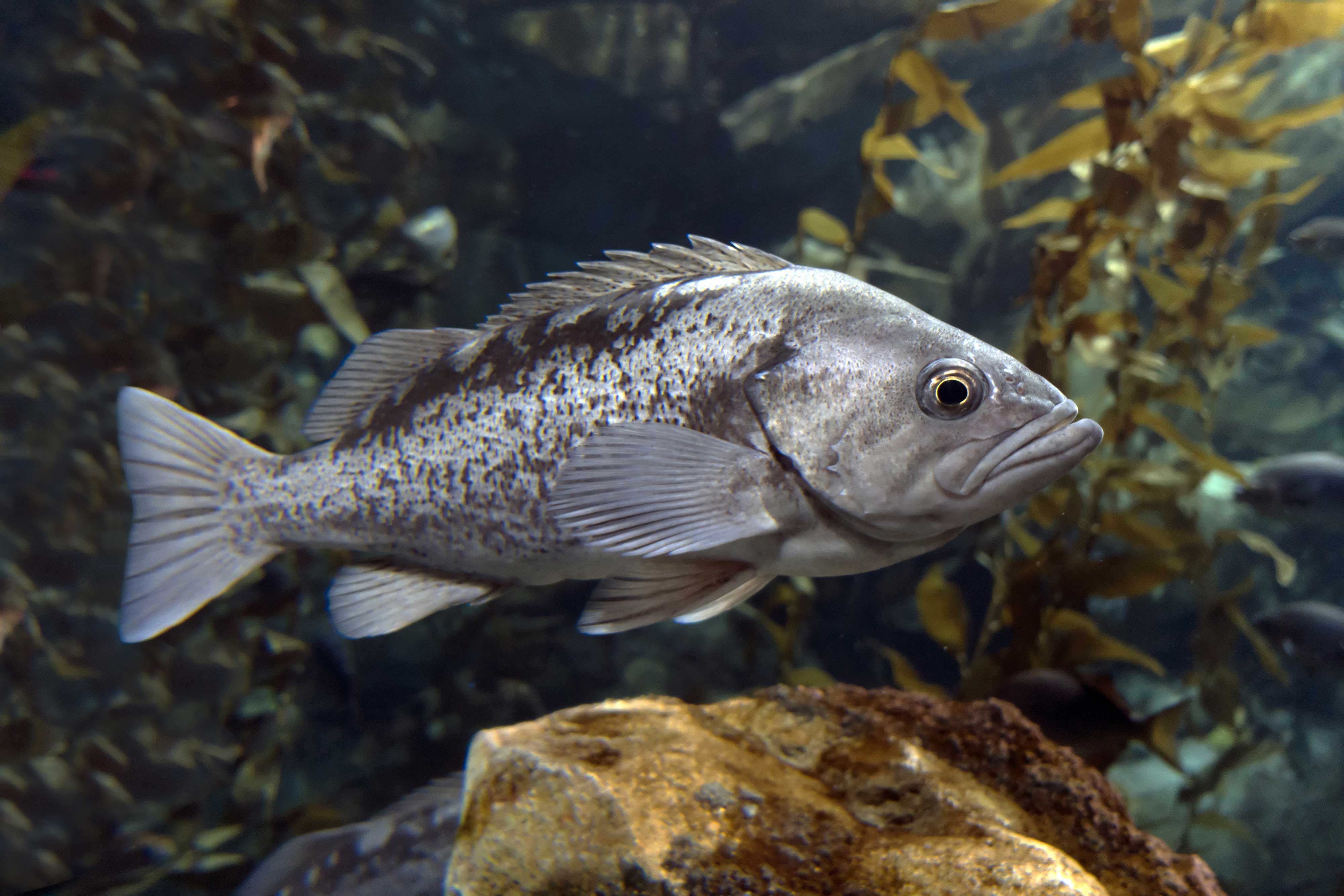 An underwater view of a largemouth bass.