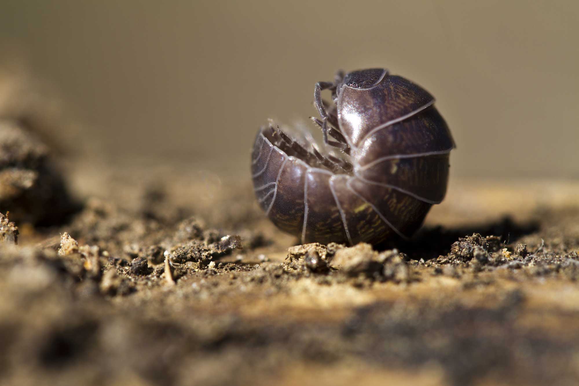 A roly poly on the ground