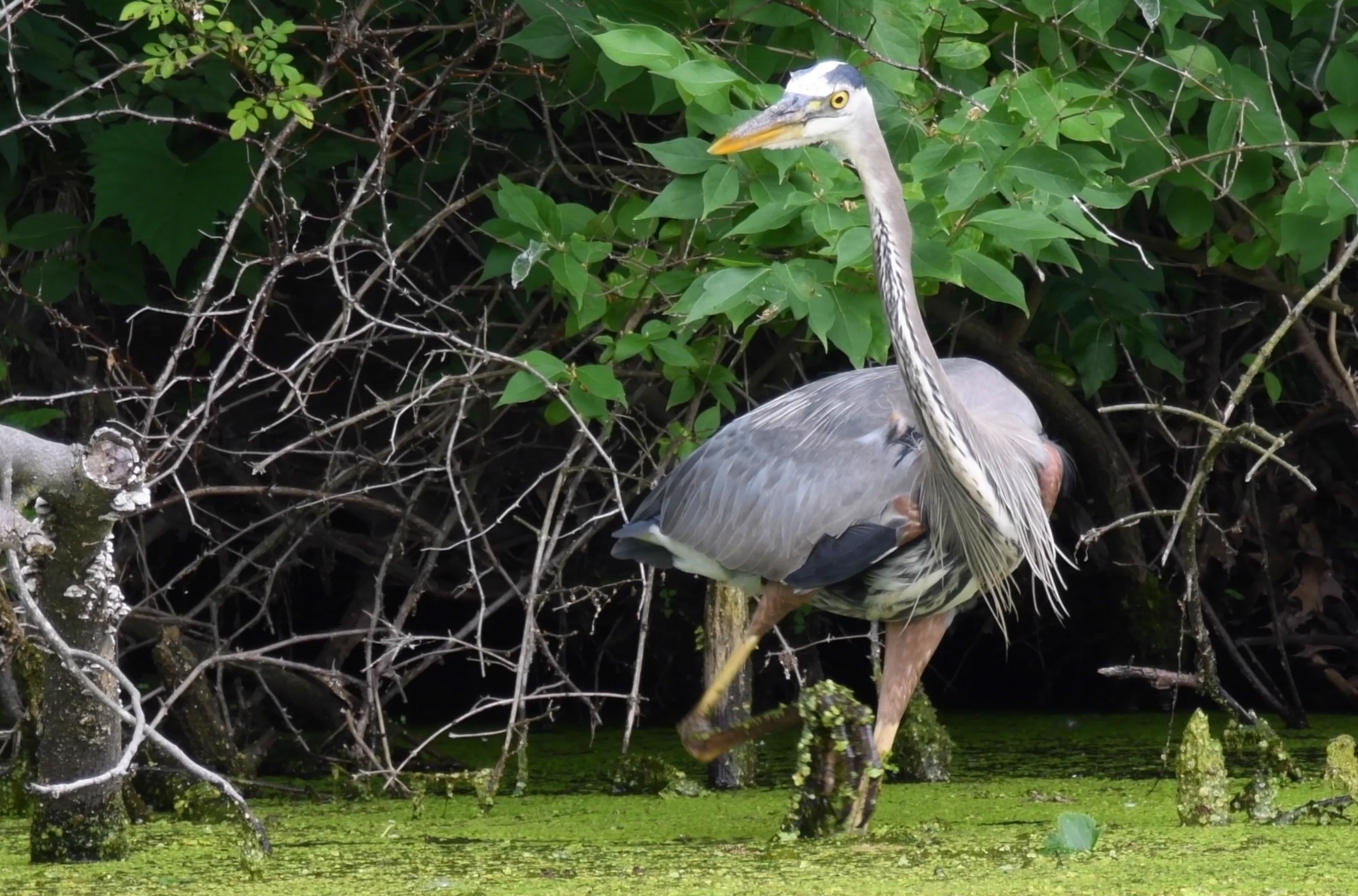 Great blue heron in the water on the hunt