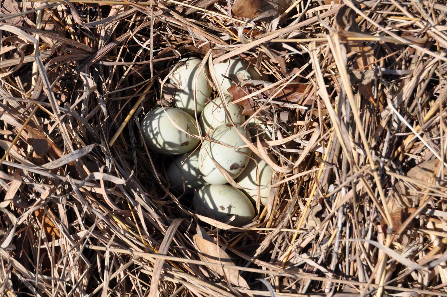 Duck eggs in a nest.