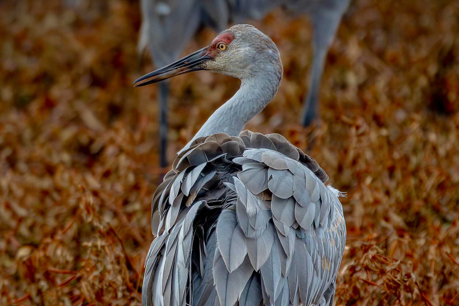 Sandhill crane standing in tall grasses and vegetation.