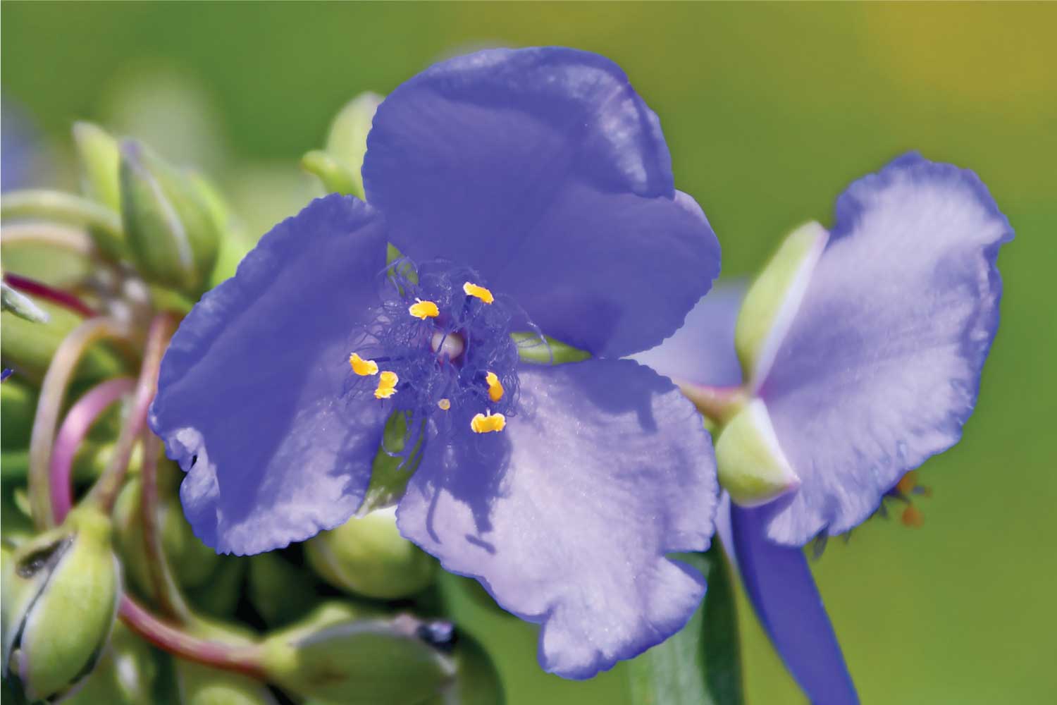 A purple spiderwort bloom.