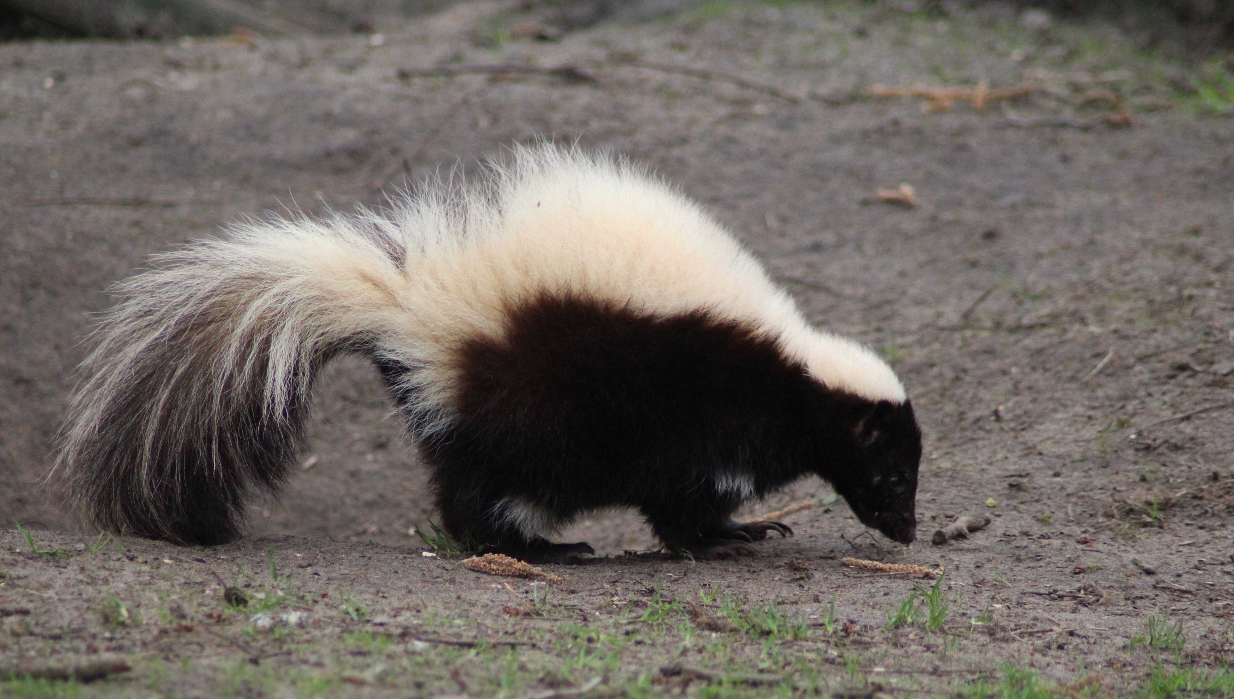 A skunk on a trail.