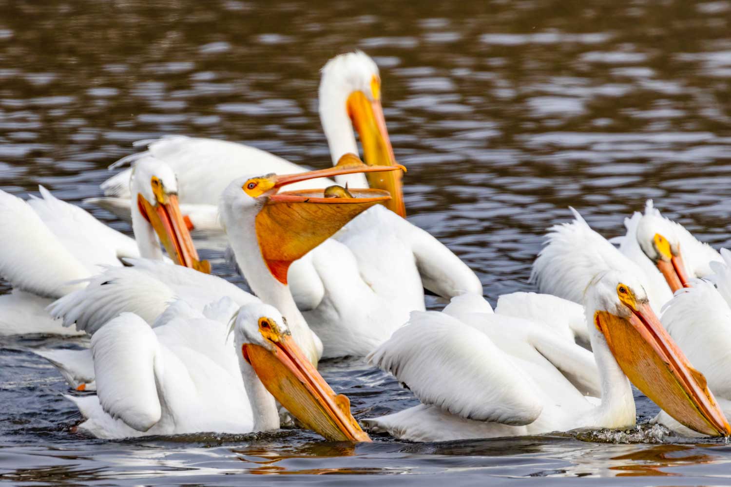 A group of swimming pelicans dipping their bills in the water to eat, with one pelican catching a fish.