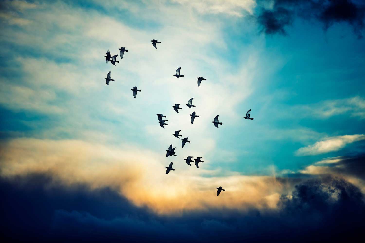 The silhouette of a flock of birds in flight as the sun sets.