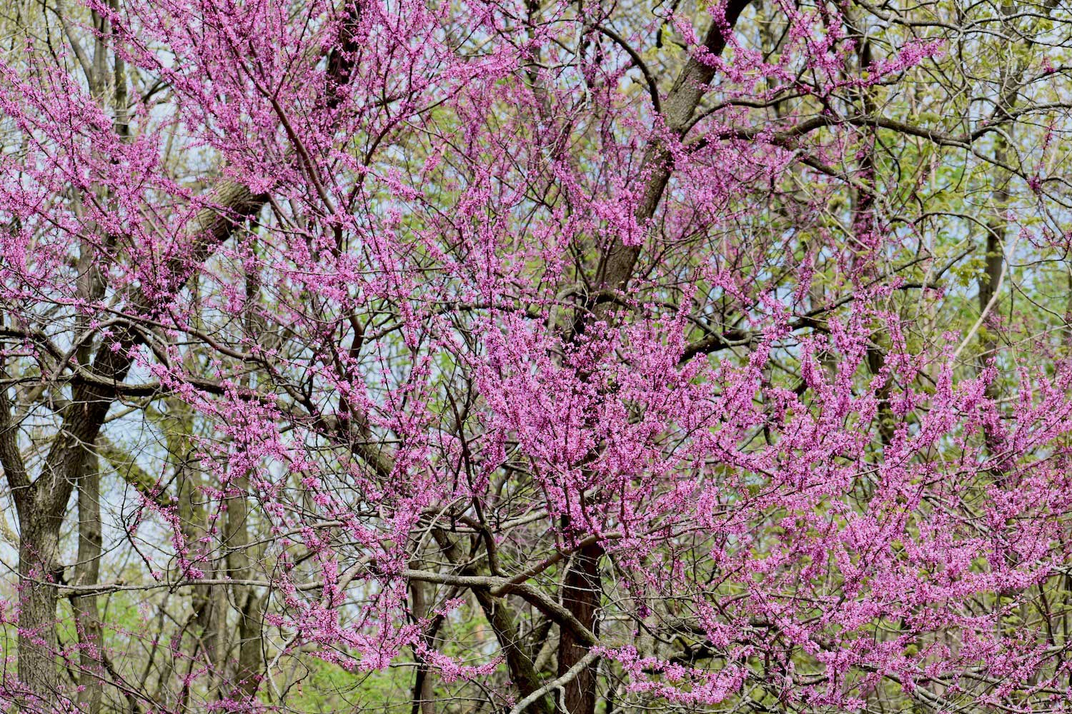 The pink blooms of an eastern redbud tree in a forest.