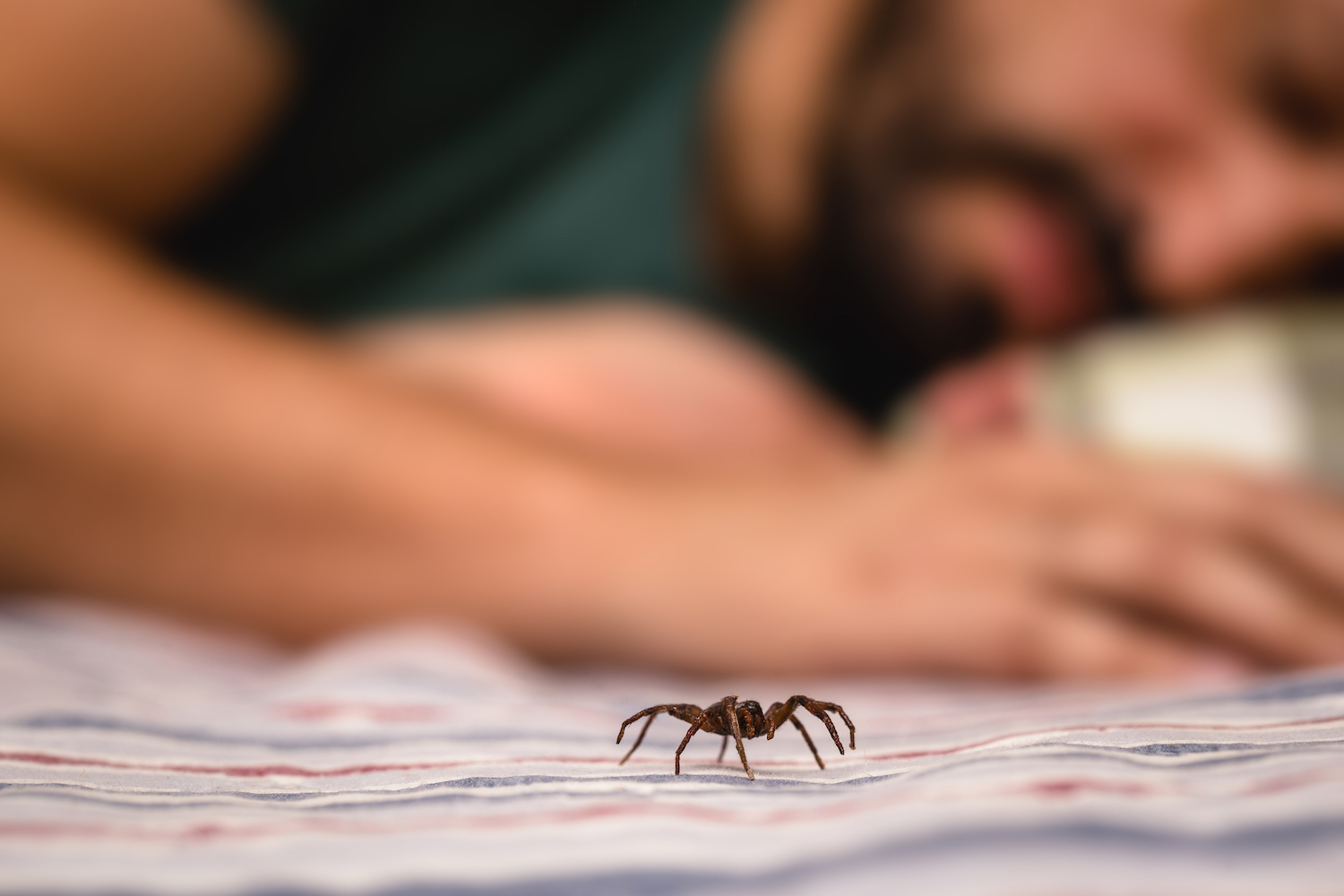 A spider crawling on a bed while a man sleeps.