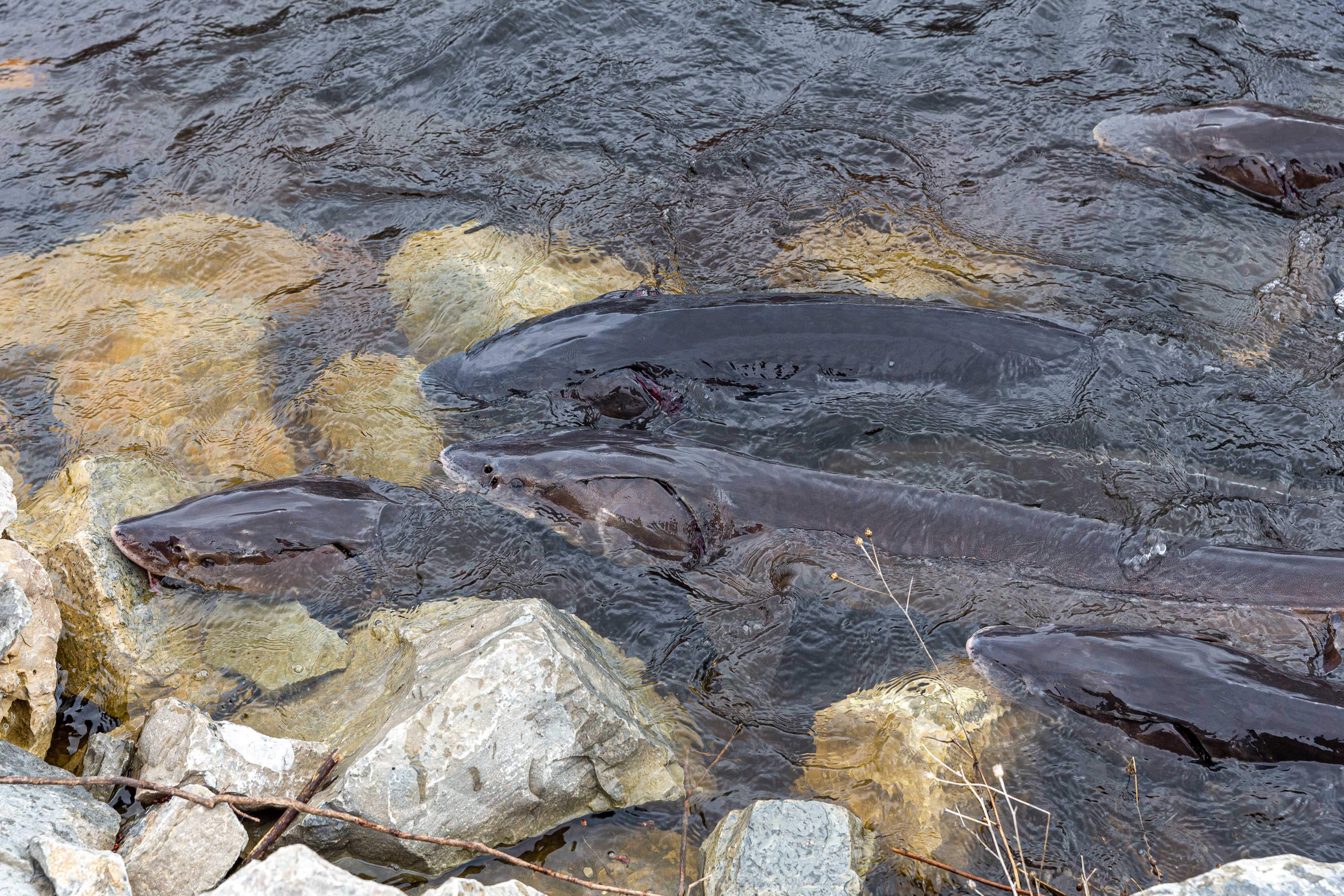 Sturgeon swimming in warer.