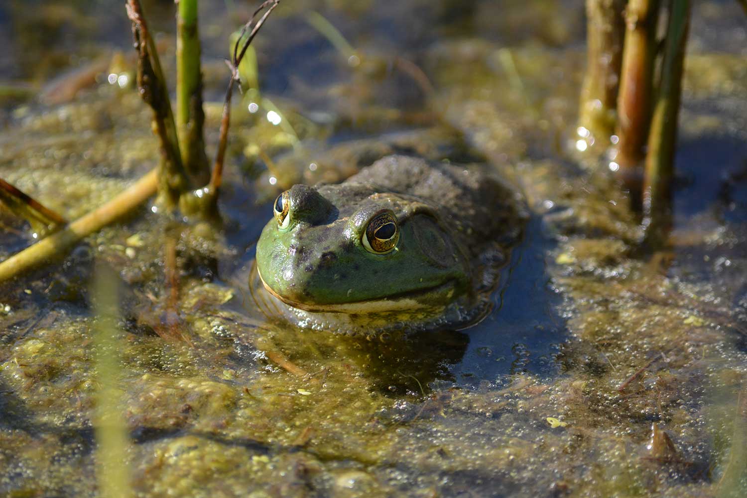 A bullfrog with its head emerging from the shallow water filled with vegetation.