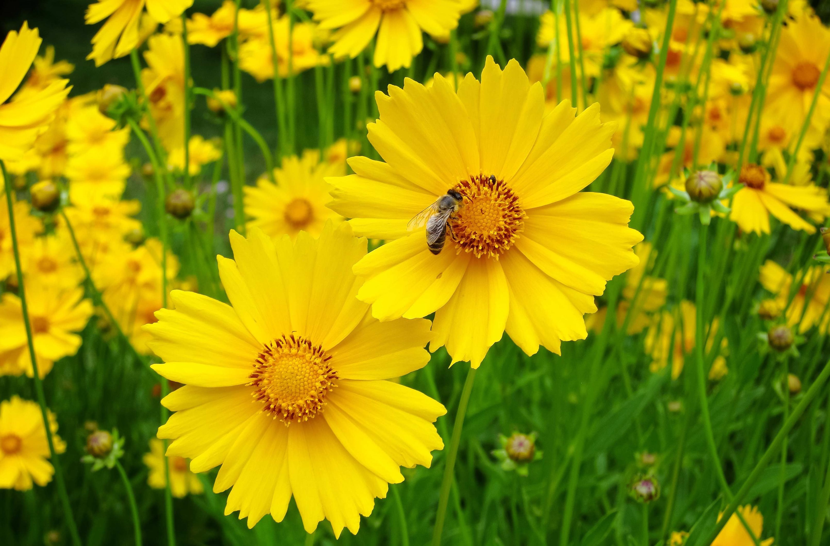 Lance-leaf coreopsis.