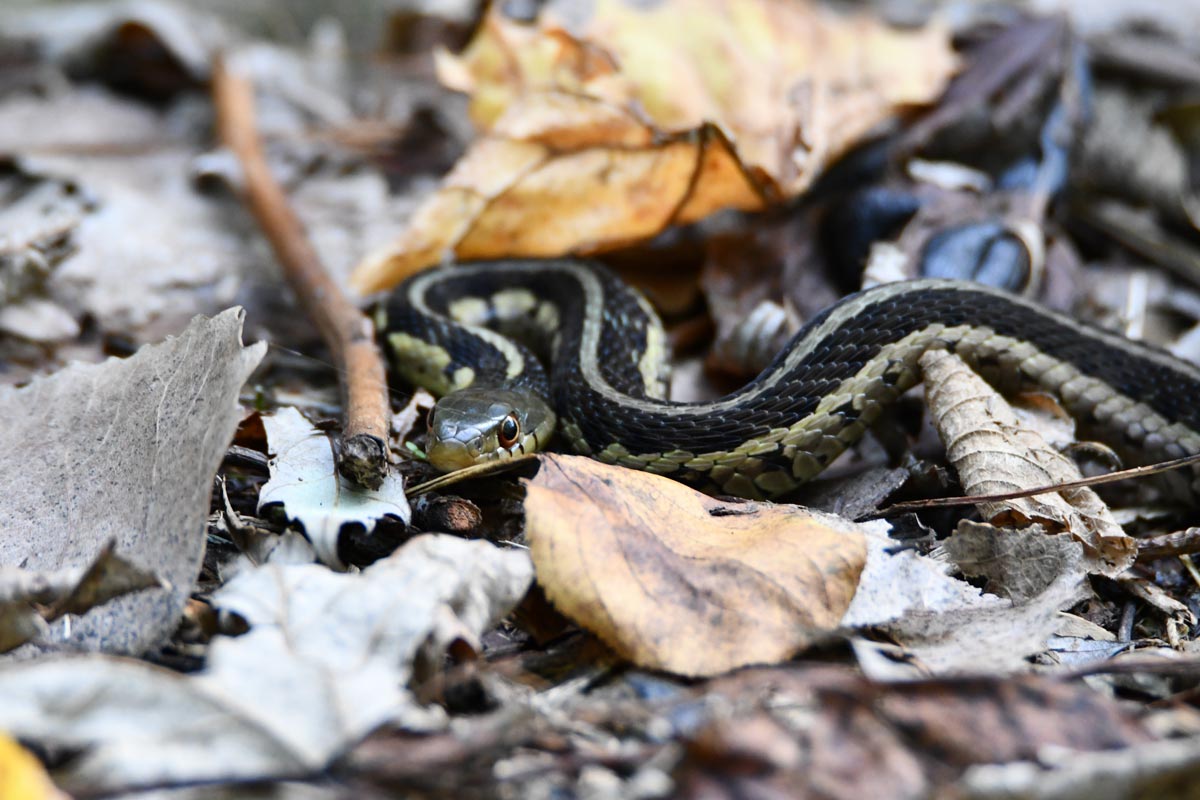 Garter snake slithering through leaf litter