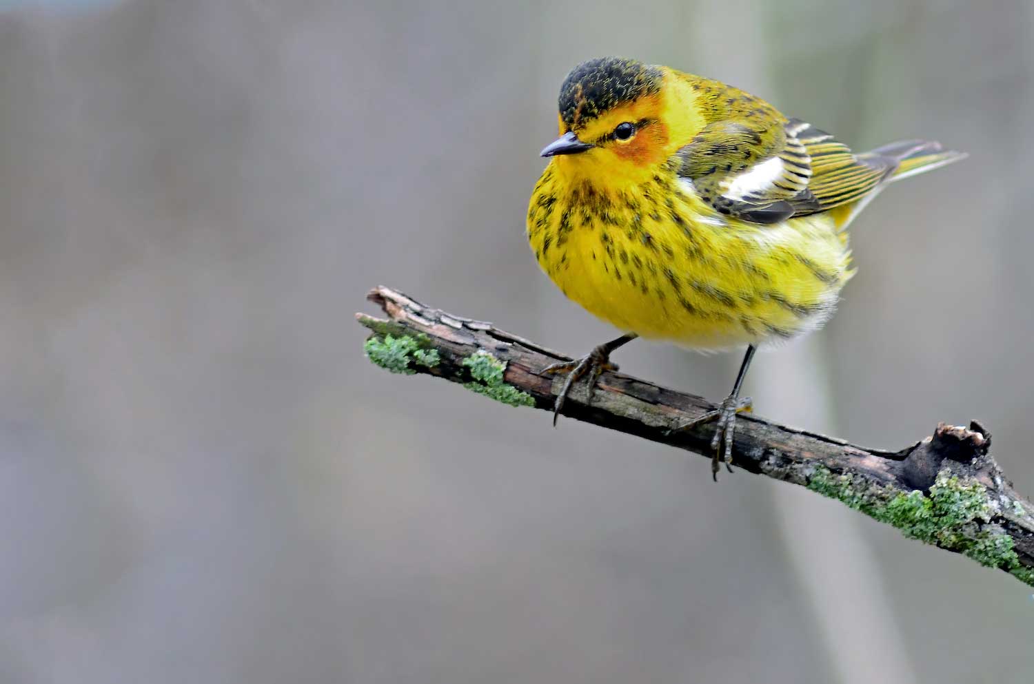 A Cape May warbler perched at the end of a broken tree branch. Small spots of lichen dot the branch.